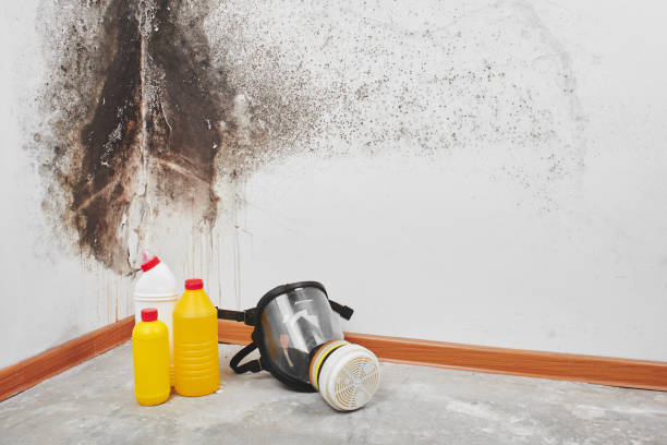 Best Fast Mold Removal  in Pompton Plains, NJ