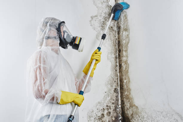 Best Professional Mold Removal  in Pompton Plains, NJ