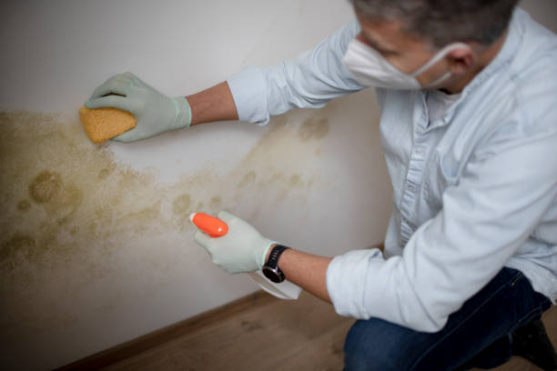 Best Commercial Mold Removal  in Pompton Plains, NJ