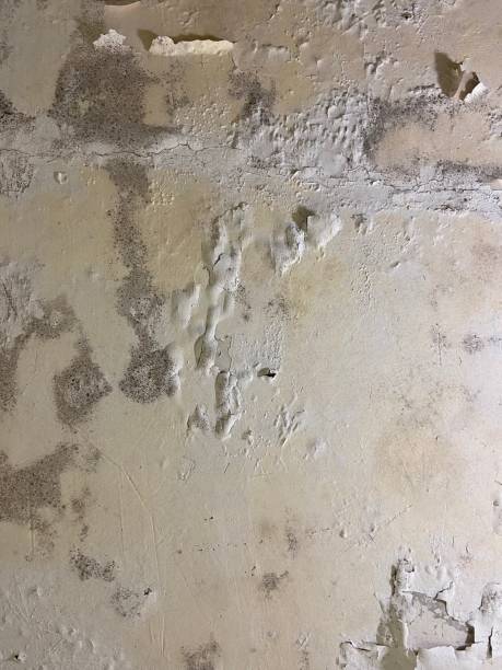 Best Mold Removal Near Me  in Pompton Plains, NJ