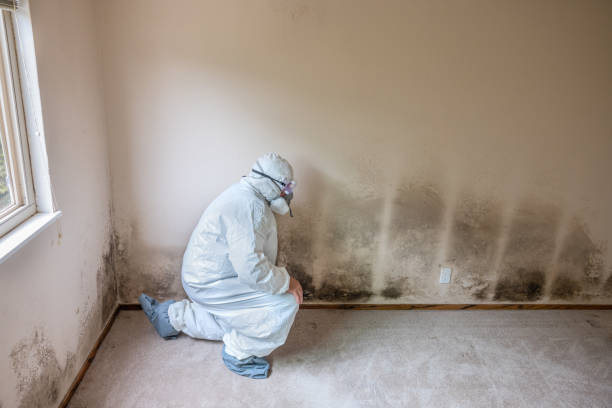 Attic Mold Removal in Pompton Plains, NJ