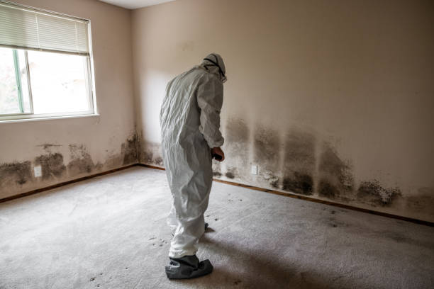 Best Residential Mold Removal  in Pompton Plains, NJ