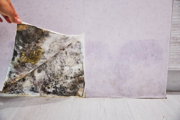 Best Office Mold Removal Services  in Pompton Plains, NJ